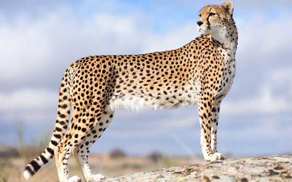 chita