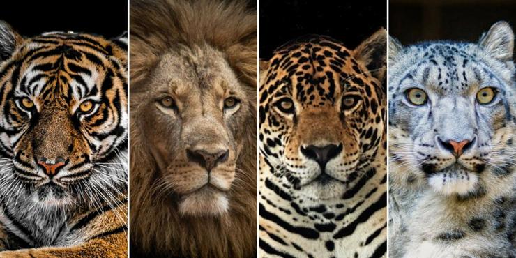 felinos