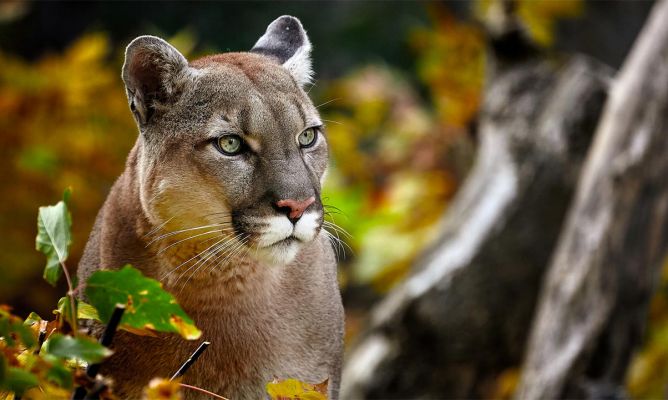 puma