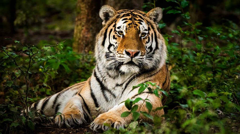 tigre